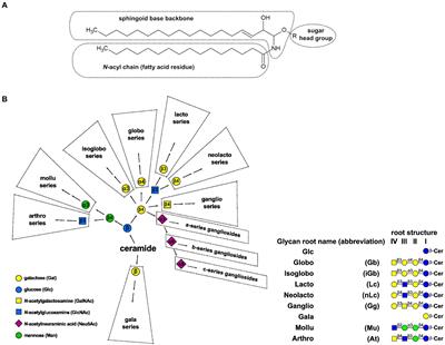 Microbial lectome versus host glycolipidome: How pathogens exploit glycosphingolipids to invade, dupe or kill